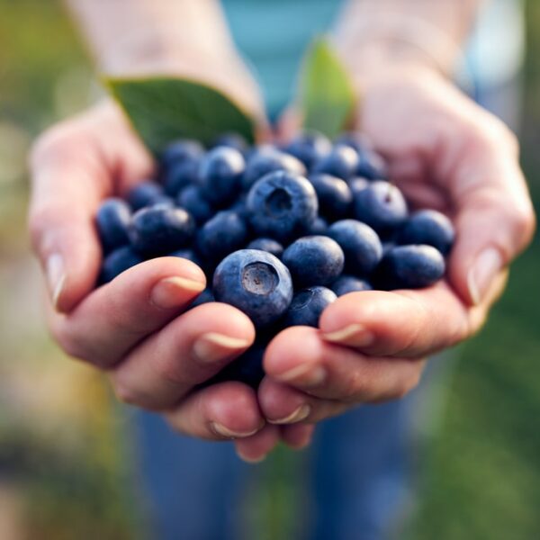 Blaubeeren